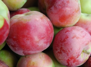 Pommier Mackintosh : Variété et conseils d’entretien