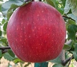 Pommier Jonagold : Variété et conseils d’entretien