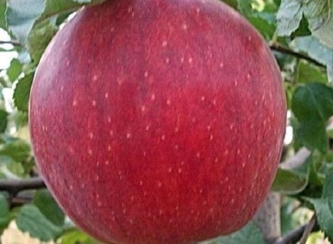 Pommier Jonagold : Variété et conseils d’entretien