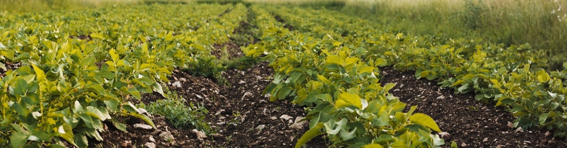 Le chaulage des sols : comment et pourquoi il est pratiqué