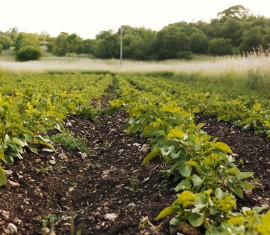Le chaulage des sols : comment et pourquoi il est pratiqué