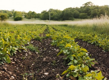 Le chaulage des sols : comment et pourquoi il est pratiqué