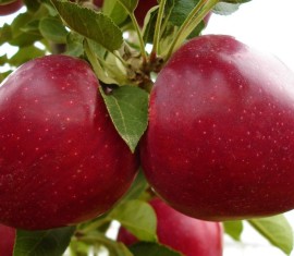 Pommier Geromini : caractéristiques de la variété et entretien