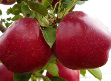 Pommier Geromini : caractéristiques de la variété et entretien