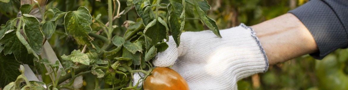 Accueil : Instructions d'utilisation au jardin