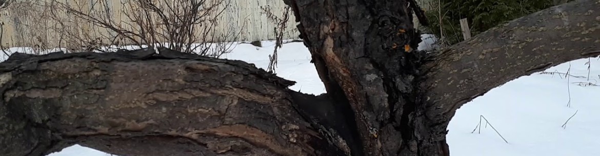 L'écorce et le tronc d'un pommier noircissent : quelle en est la cause et que faire ?