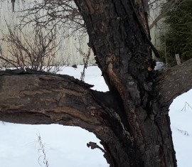 L'écorce et le tronc d'un pommier noircissent : quelle en est la cause et que faire ?