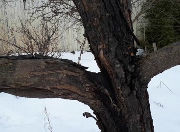 L'écorce et le tronc d'un pommier noircissent : quelle en est la cause et que faire ?