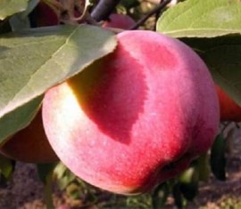 Pommier Zhelannoye : caractéristiques de la variété et entretien