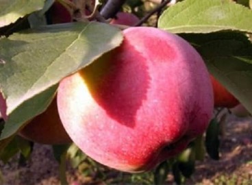 Pommier Zhelannoye : caractéristiques de la variété et entretien