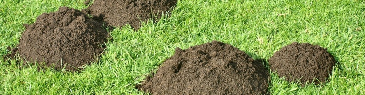 Comment se débarrasser des taupes sur sa propriété : méthodes éprouvées