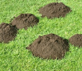 Comment se débarrasser des taupes sur sa propriété : méthodes éprouvées