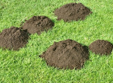 Comment se débarrasser des taupes sur sa propriété : méthodes éprouvées