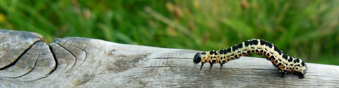 Chenilles sur un pommier : comment lutter contre les ravageurs des arbres