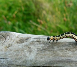 Chenilles sur un pommier : comment lutter contre les ravageurs des arbres