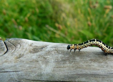 Chenilles sur un pommier : comment lutter contre les ravageurs des arbres