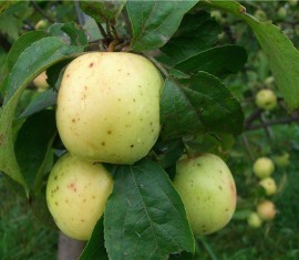 Pommier jaune Arkad : variété et conseils d’entretien