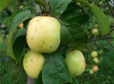 Pommier jaune Arkad : variété et conseils d’entretien
