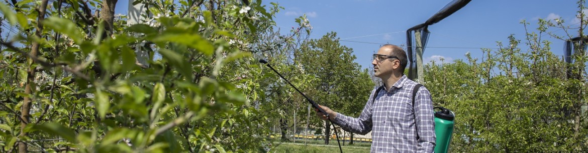 Pourquoi mettent-ils un filet au-dessus du verger de pommiers ?