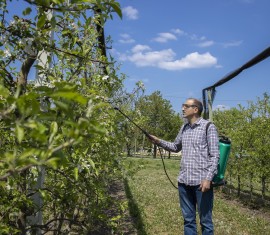 Pourquoi mettent-ils un filet au-dessus du verger de pommiers ?