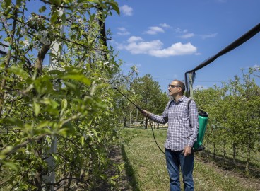 Pourquoi mettent-ils un filet au-dessus du verger de pommiers ?