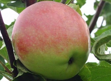 Pommier Stroevskoye : caractéristiques de la variété et entretien