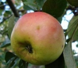 Pommier Alyonushka : caractéristiques de la variété et entretien