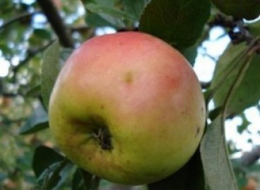 Pommier Alyonushka : caractéristiques de la variété et entretien