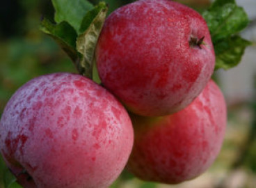 Pommier Vostochnoe (Tubinskoe) : caractéristiques de la variété et entretien