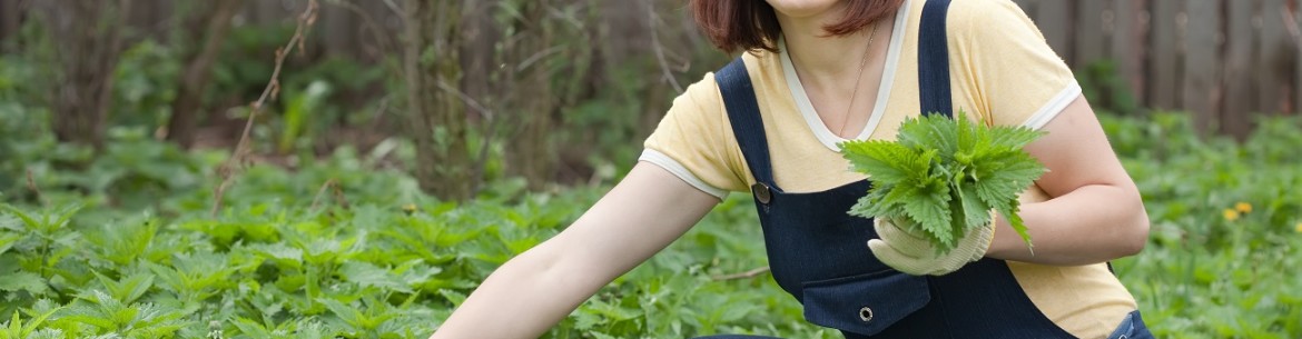 Hur man blir av med nässlor i sin trädgård