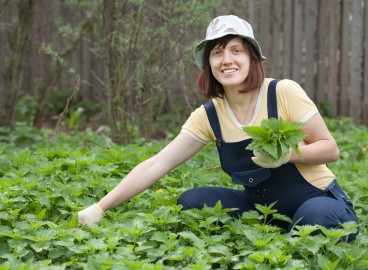 Comment se débarrasser des orties dans son jardin