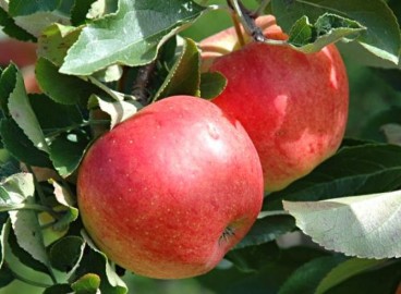 Pommier Rozochka : caractéristiques de la variété et entretien