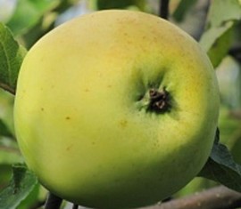 Pommier Rossiyanka : caractéristiques de la variété et entretien