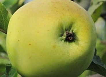 Pommier Rossiyanka : caractéristiques de la variété et entretien