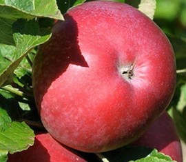 Pommier ‘Constellation’ : caractéristiques de la variété et entretien