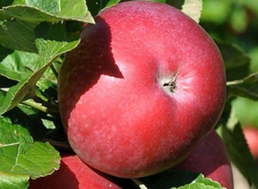 Pommier ‘Constellation’ : caractéristiques de la variété et entretien