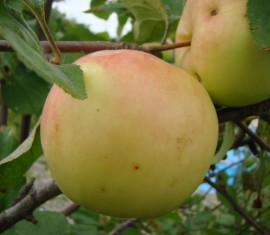 Pommier Kuibyshevskoye : caractéristiques de la variété et entretien