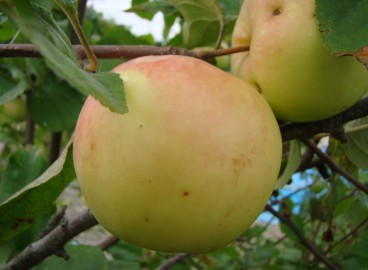 Pommier Kuibyshevskoye : caractéristiques de la variété et entretien
