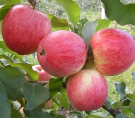 Pommier Shtrifel (Streifling) : caractéristiques de la variété et entretien