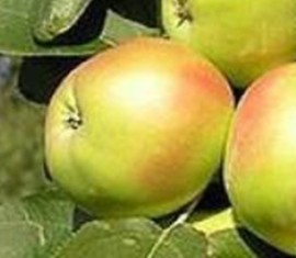 Pommier Iksha : caractéristiques de la variété et entretien