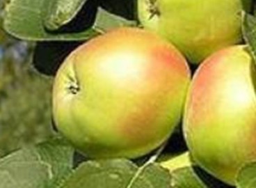 Pommier Iksha : caractéristiques de la variété et entretien