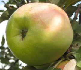 Pommier Sinap Orlovsky : caractéristiques de la variété et entretien