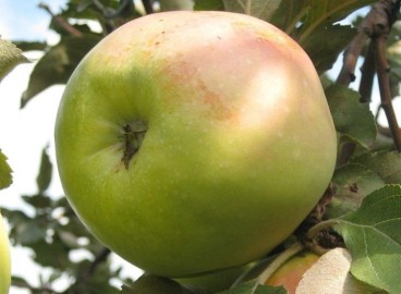 Pommier Sinap Orlovsky : caractéristiques de la variété et entretien