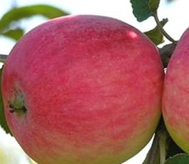 Pommier Miasskoye : caractéristiques de la variété et entretien