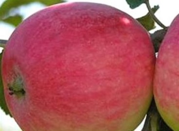 Pommier Miasskoye : caractéristiques de la variété et entretien