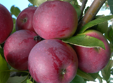 Pommier Orlik : caractéristiques de la variété et entretien