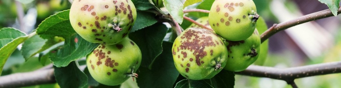 Pourquoi les pommes d'un pommier rapetissent-elles ?