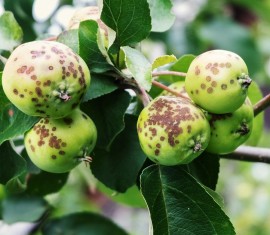 Pourquoi les pommes d'un pommier rapetissent-elles ?