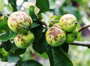 Pourquoi les pommes d'un pommier rapetissent-elles ?