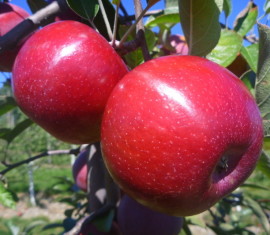 Pommier Ekrannoe : caractéristiques de la variété et entretien